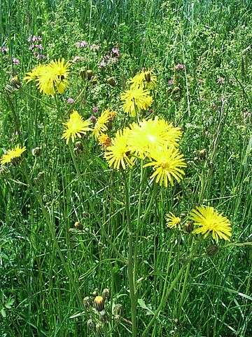 Crepis biennis